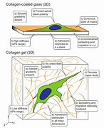 Image result for Hydrogel 3D