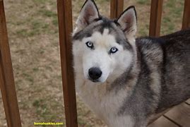 Image result for Grey Husky Puppies