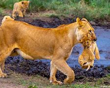 Image result for Lion Protecting Cub Pic