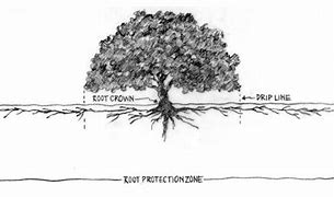 Image result for Tree and Roots Diagram