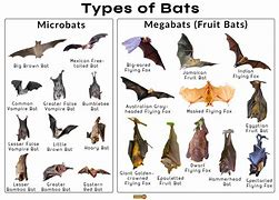 Image result for Bat Ancestors