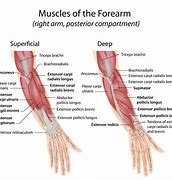 Image result for Big Forearm Muscles