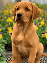 Image result for Golden Retriever Mix Puppies