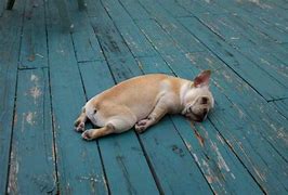 Image result for Tired Dog Images