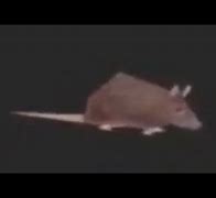 Image result for Horizontally Spinning Rat