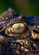 Image result for Biggest Caiman