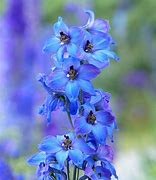 Image result for Pink Delphinium Flower