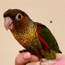 Image result for Black Cap Conure