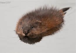 Image result for Muskrat Wallpaper