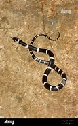 Image result for Snake Black and White Photography