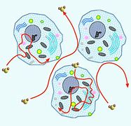 Image result for Diffusion MRI