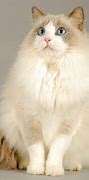 Image result for Large Ragdoll Cat