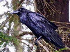 Image result for Pictures of Raven the Bird