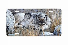 Image result for Best License Plate Names Wolf