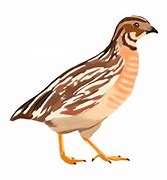 Image result for Quail Pixabay ABC