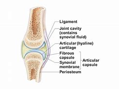 Image result for Fibrous Joints Easy Diagranm