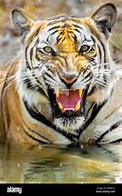 Image result for Tiger Head Front View