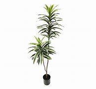 Image result for Variegated Dracaena Plant