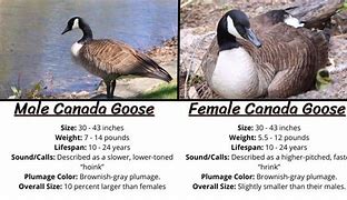 Image result for Canada Goose Female