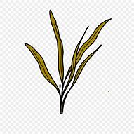 Image result for Pokok Tebu Drawing