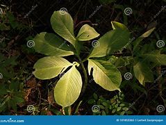 Image result for Corm Botany