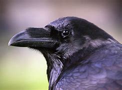 Image result for Photo of a Raven