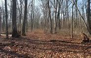 Image result for Wittlinger Nature Preserve