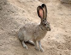 Image result for Starks Hare