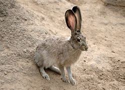 Image result for Angle Hare