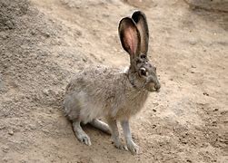 Image result for Hare Press