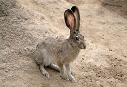 Image result for Hare Portrait