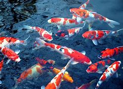 Image result for Foto Pasangan Ikan Koi