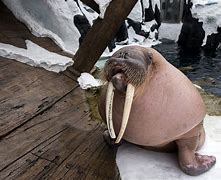 Image result for SeaWorld Walrus