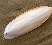 Image result for Cephalopod Internal Shell