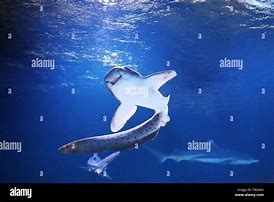 Image result for Shark with Cat Face