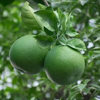 Image result for Citrus Adinross