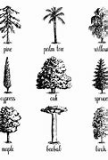 Image result for Best Tree Drawing