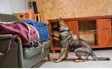 Image result for Explosive Detection Dog Cool Picture