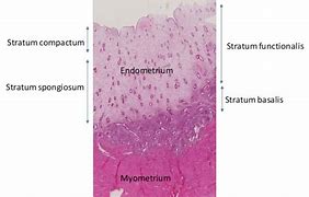 Image result for Uterus Layers Histology