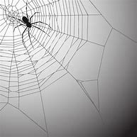 Image result for Spider Web Vector