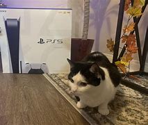 Image result for Cat and PS5 Box