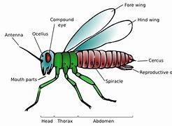 Image result for Thorax Girl Pox