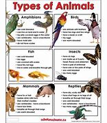 Image result for Animal Characteristics