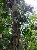 Image result for Cây Monstera