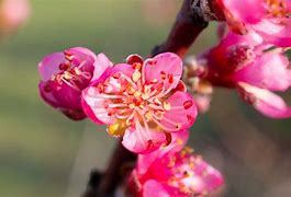 Image result for Identify Peach Tree Buds