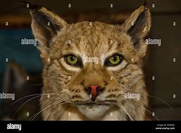 Image result for Lynx Rufus Stuffed Animal