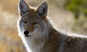 Image result for Alabama Coyote