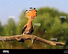 Image result for Bird Toobs with Crows