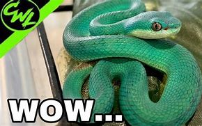 Image result for Blue Pit Viper