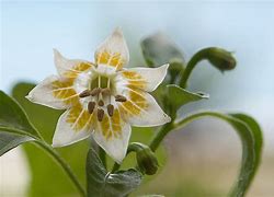 Image result for Chilli Plantation